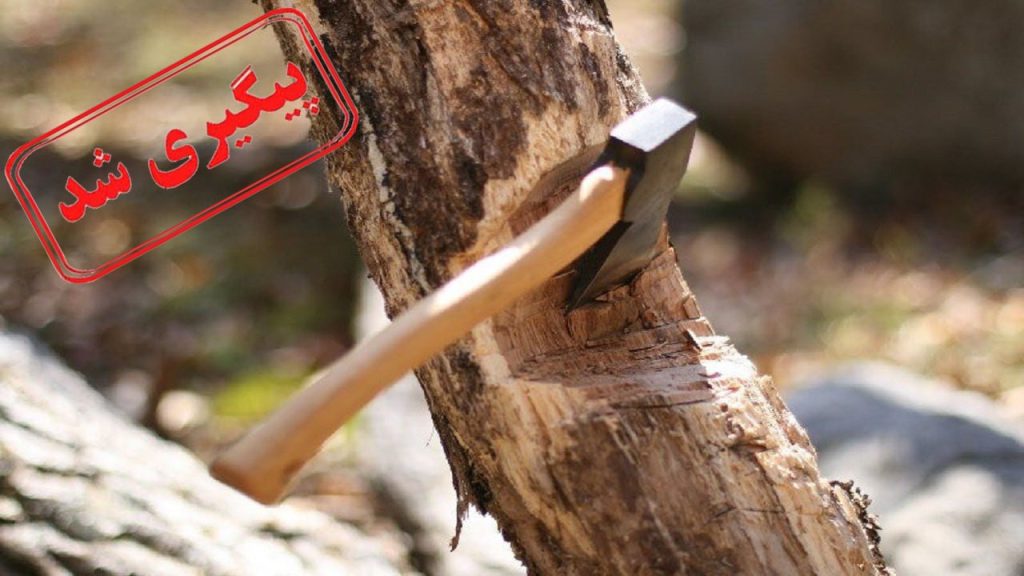 تکذیب قطع درختان توسکا در روستای قلعه رودخان